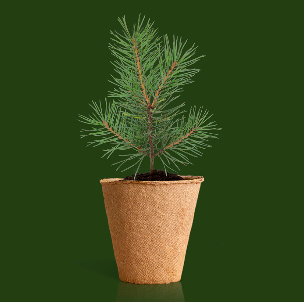 KIT COLTIVAZIONE ALBERO DI NATALE