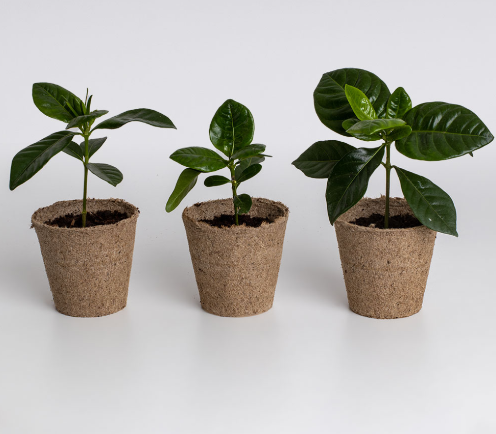 KIT AUTOCOLTIVAZIONE CAFFE'